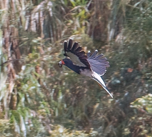 Mountain Caracara - José Martín