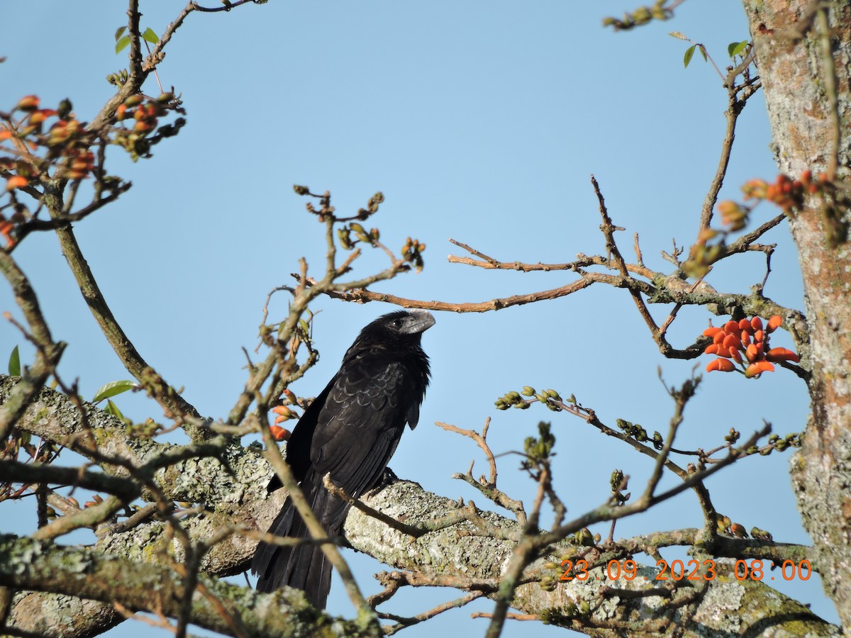 Smooth-billed Ani - ML609164616