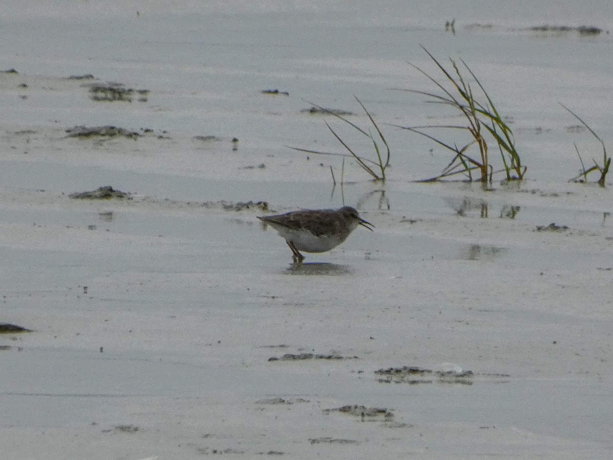 Least Sandpiper - ML609164654