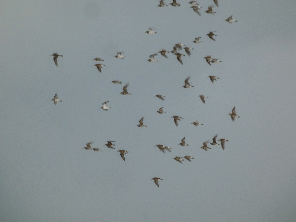 Pectoral Sandpiper - ML609164656