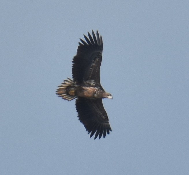 White-tailed Eagle - Thorsten Hackbarth
