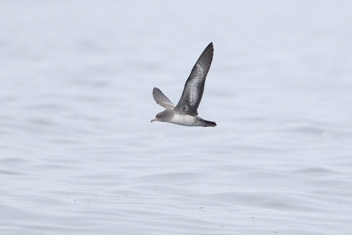 Pink-footed Shearwater - Jon Irvine