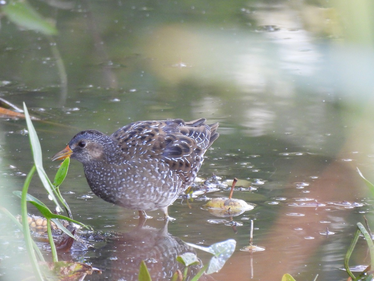 Spotted Crake - ML609164754