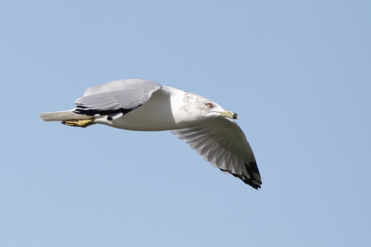 Ring-billed Gull - ML609164779