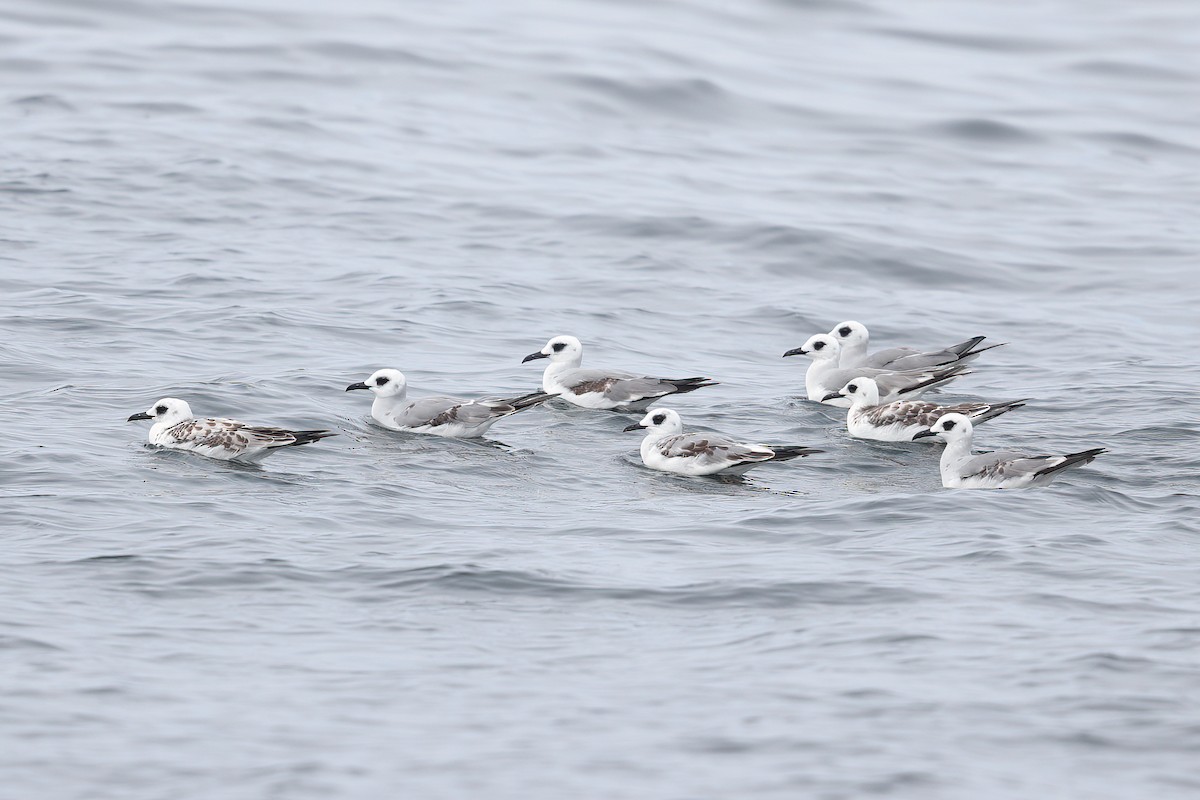 Swallow-tailed Gull - Jon Irvine