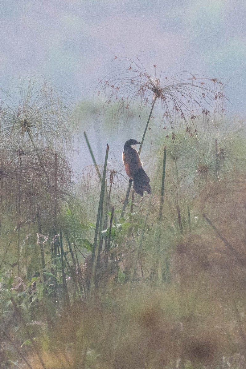 Blue-headed Coucal - ML609164821