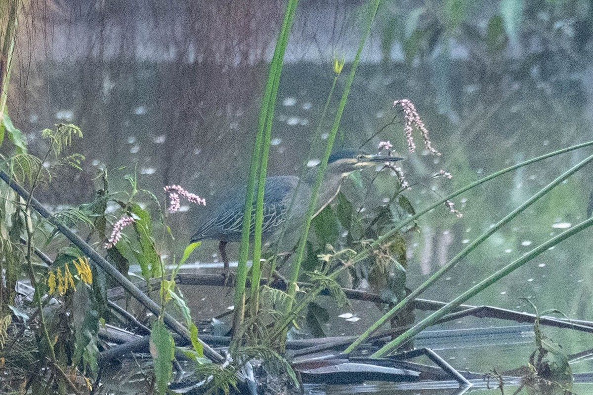 Striated Heron (Old World) - ML609164826