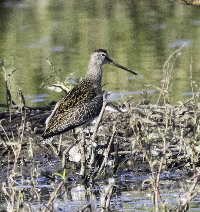 Short-billed Dowitcher - ML609164873