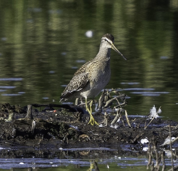 Short-billed Dowitcher - ML609164874