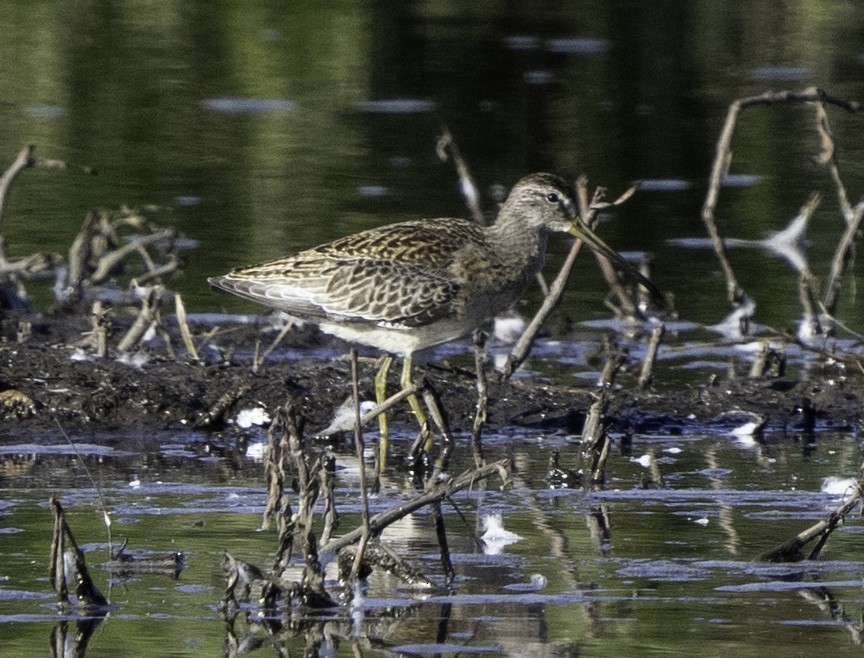 Short-billed Dowitcher - ML609164875