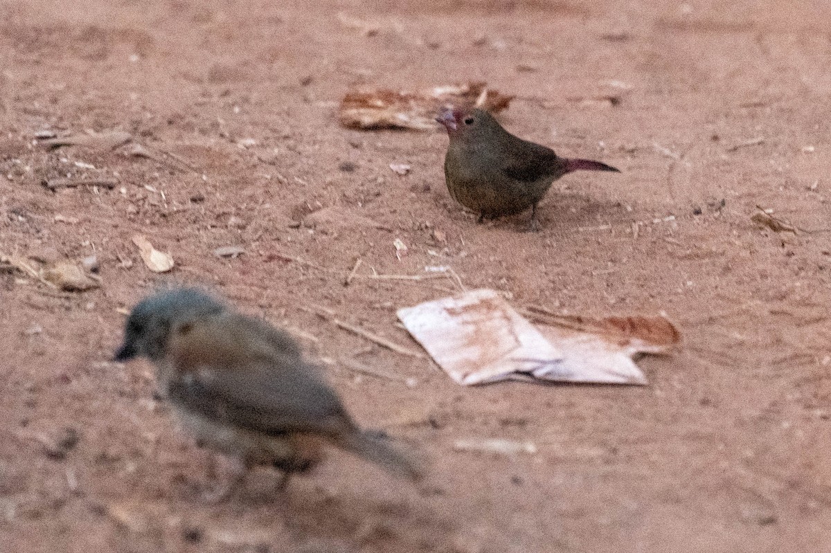 Red-billed Firefinch - Johnny Wilson