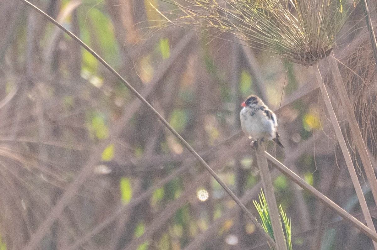 Pin-tailed Whydah - ML609164893