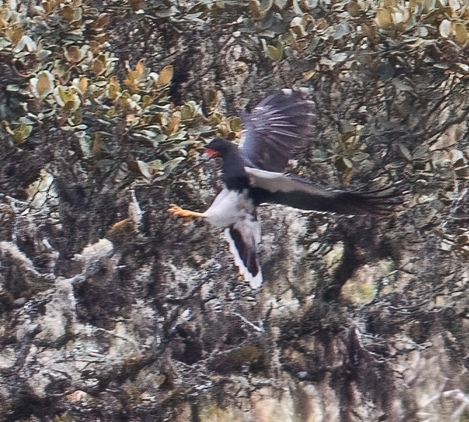 Mountain Caracara - José Martín