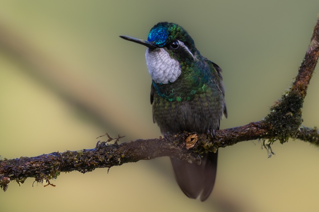 White-throated Mountain-gem - Andy Pollard / Falklands Nature