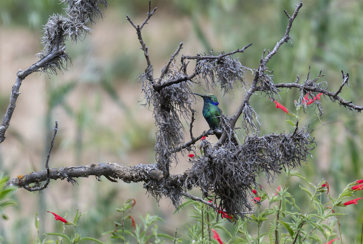 Sparkling Violetear - Walker Aguilar