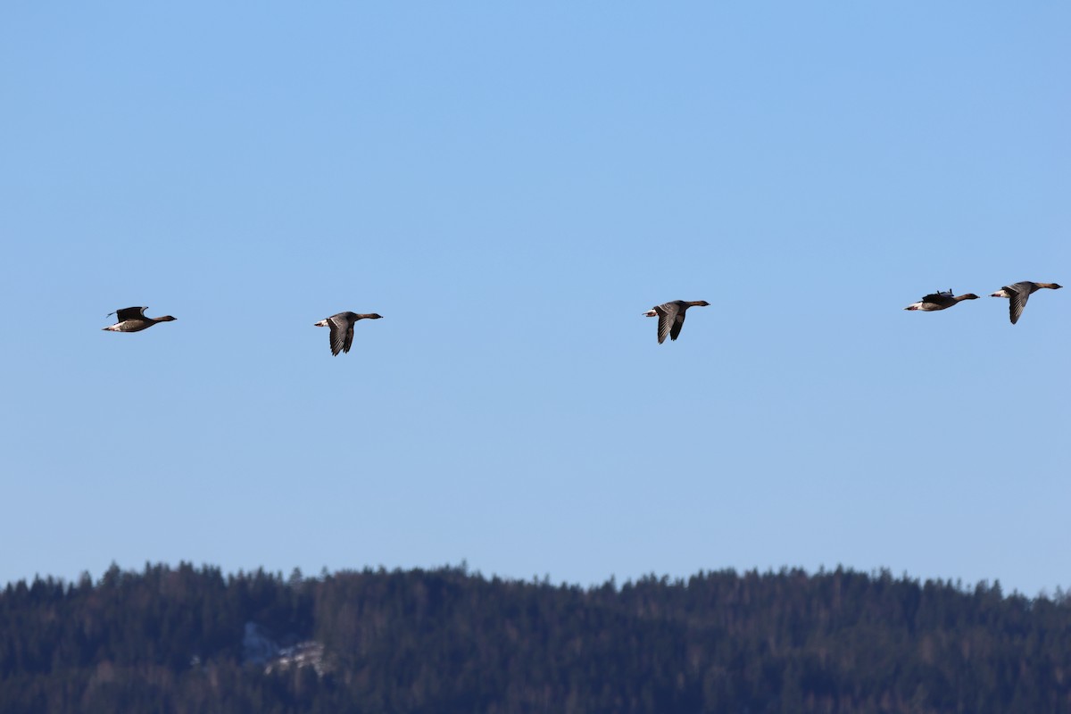 Pink-footed Goose - ML609165118