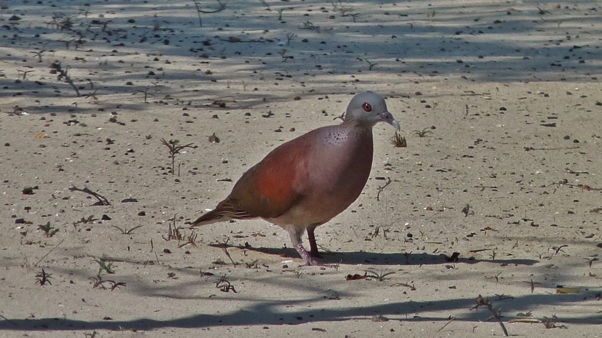 Pigeon de Madagascar - ML609165175