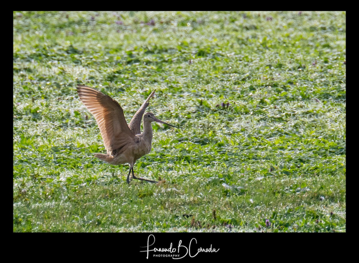 Marbled Godwit - Fernando Corrada