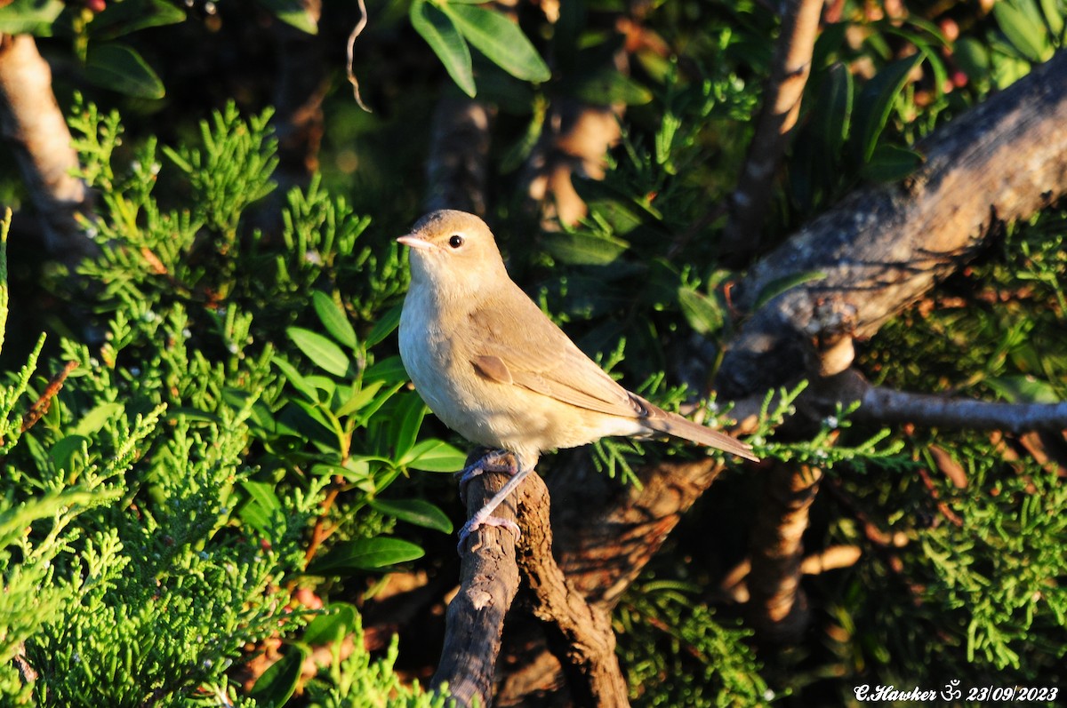 Garden Warbler - ML609165284