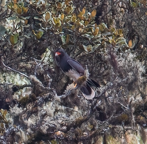 Mountain Caracara - José Martín