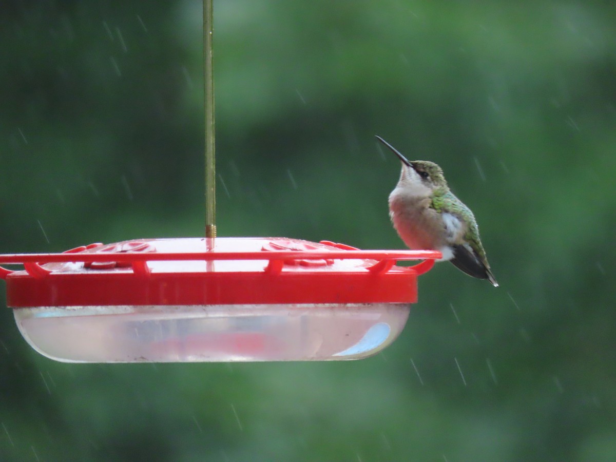 Ruby-throated Hummingbird - Alan Boyd