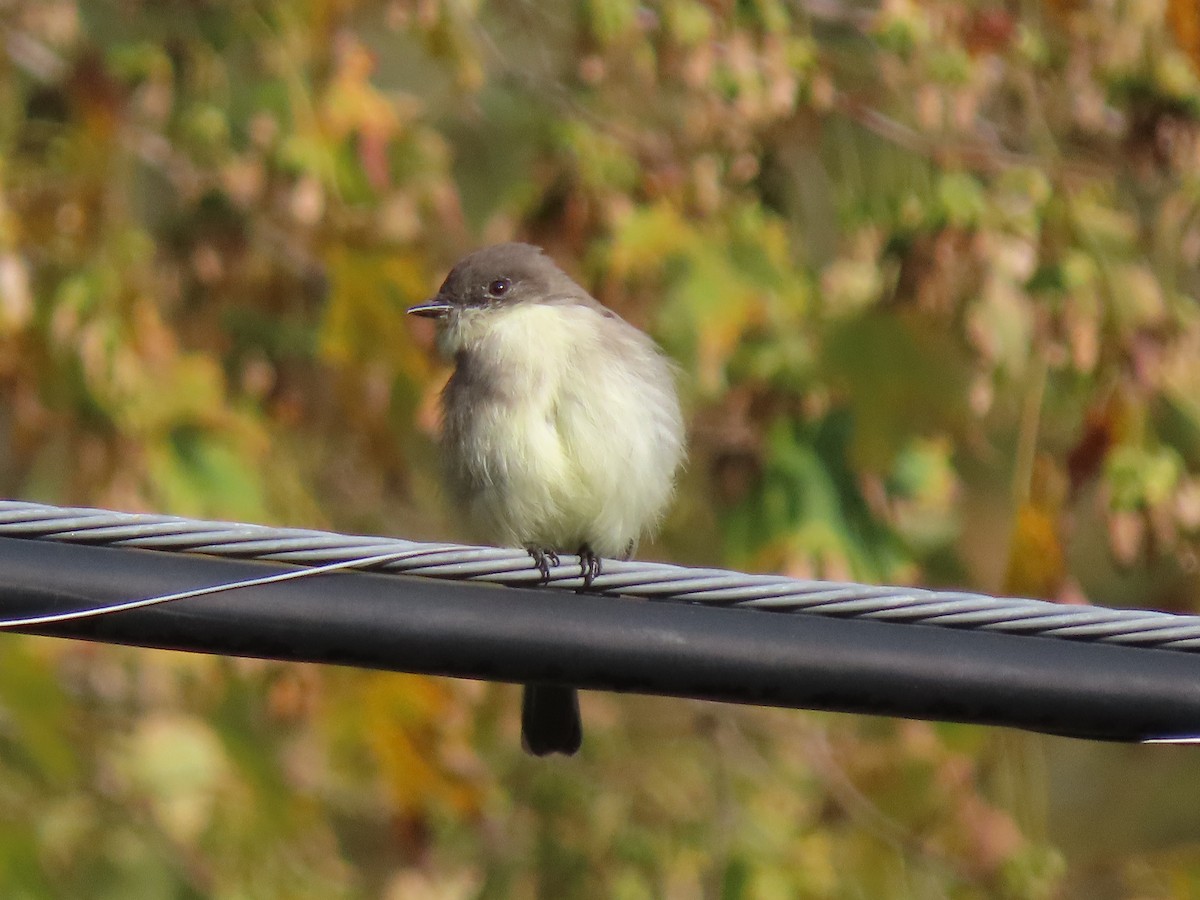 Eastern Phoebe - ML609165386