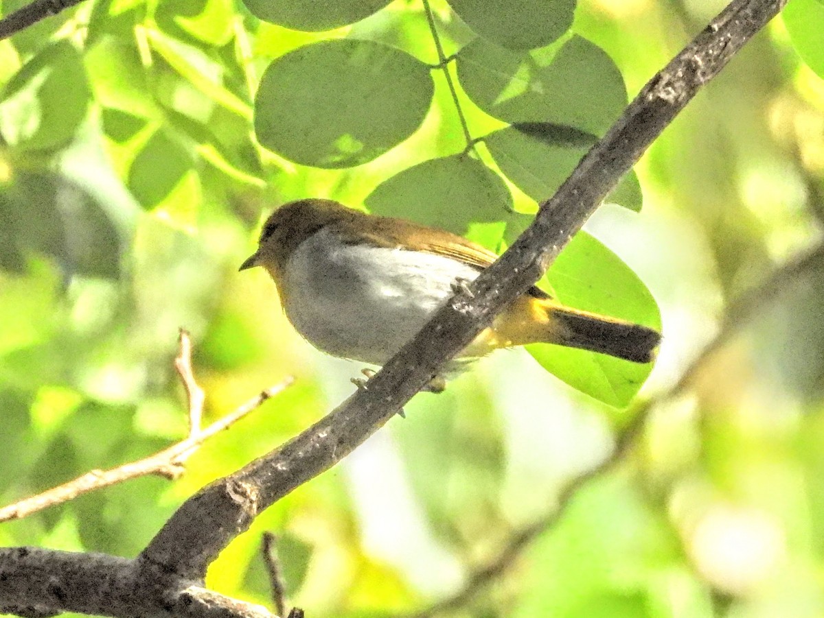 Yellow-spectacled White-eye - ML609165390