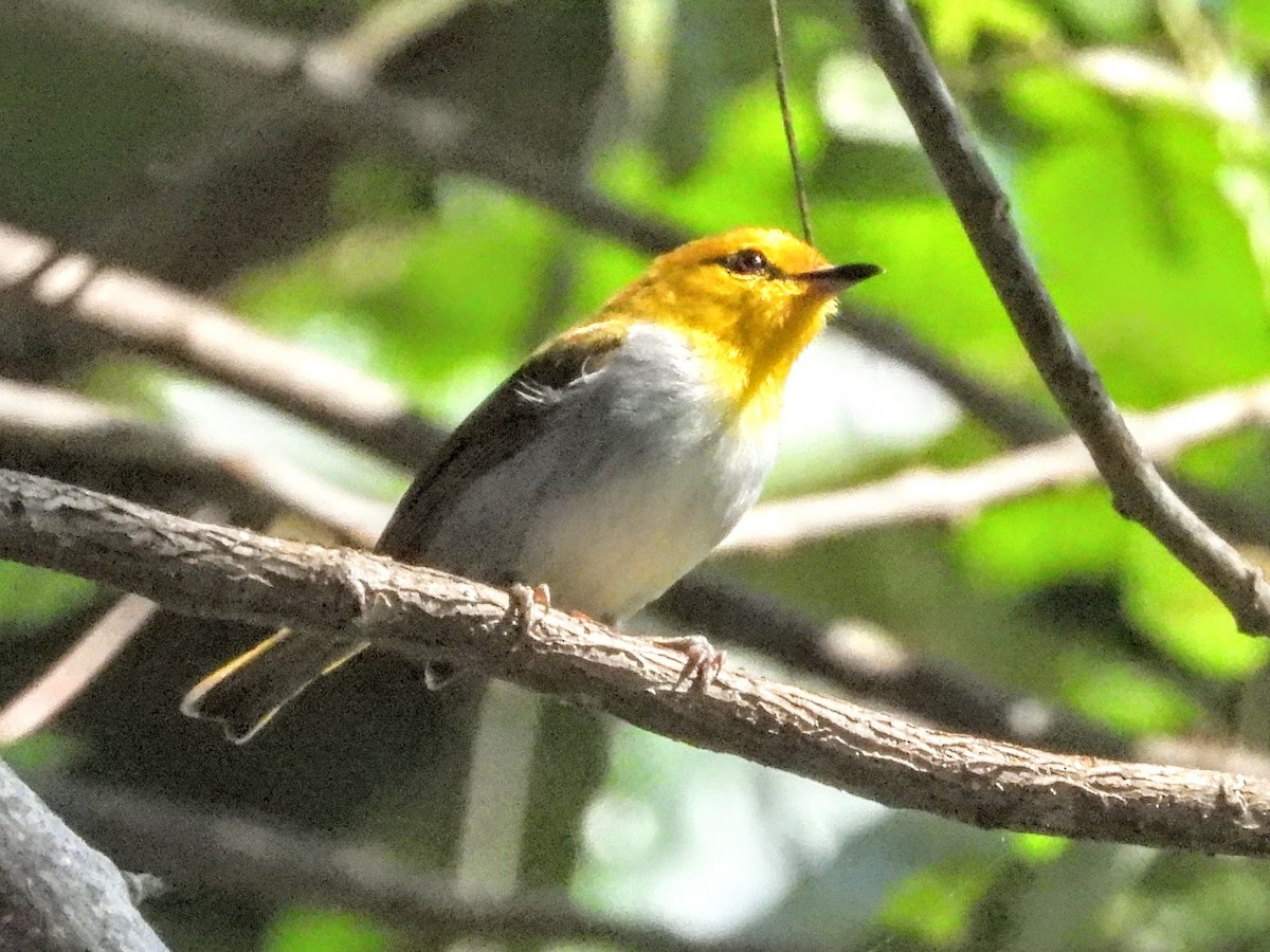 Yellow-spectacled White-eye - ML609165392