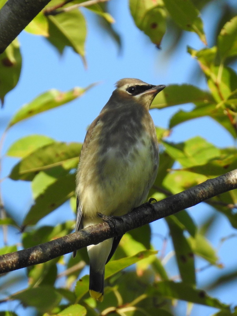 Cedar Waxwing - ML609165427