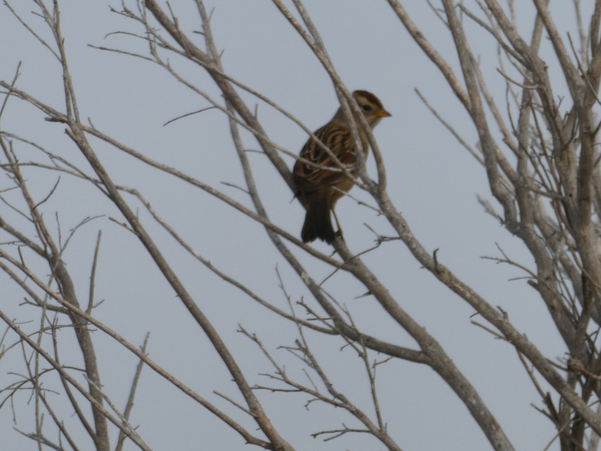 White-crowned Sparrow - ML609165475