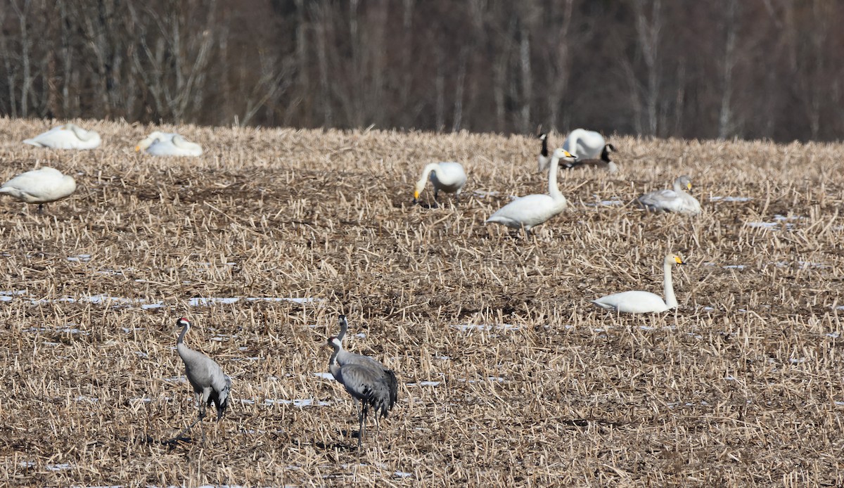 Common Crane - ML609165498