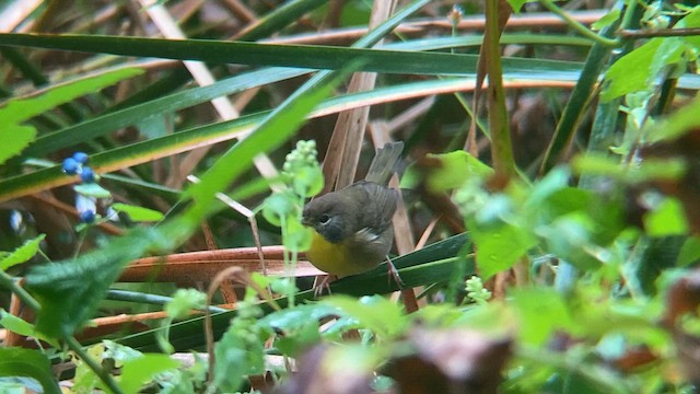 Common Yellowthroat - ML609165602