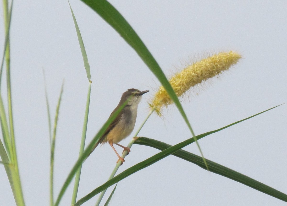 Tawny-flanked Prinia - ML60916561