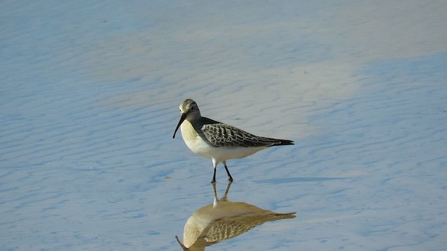 Curlew Sandpiper - ML609165626