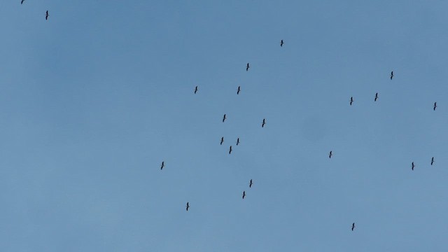 Black Stork - ML609165677