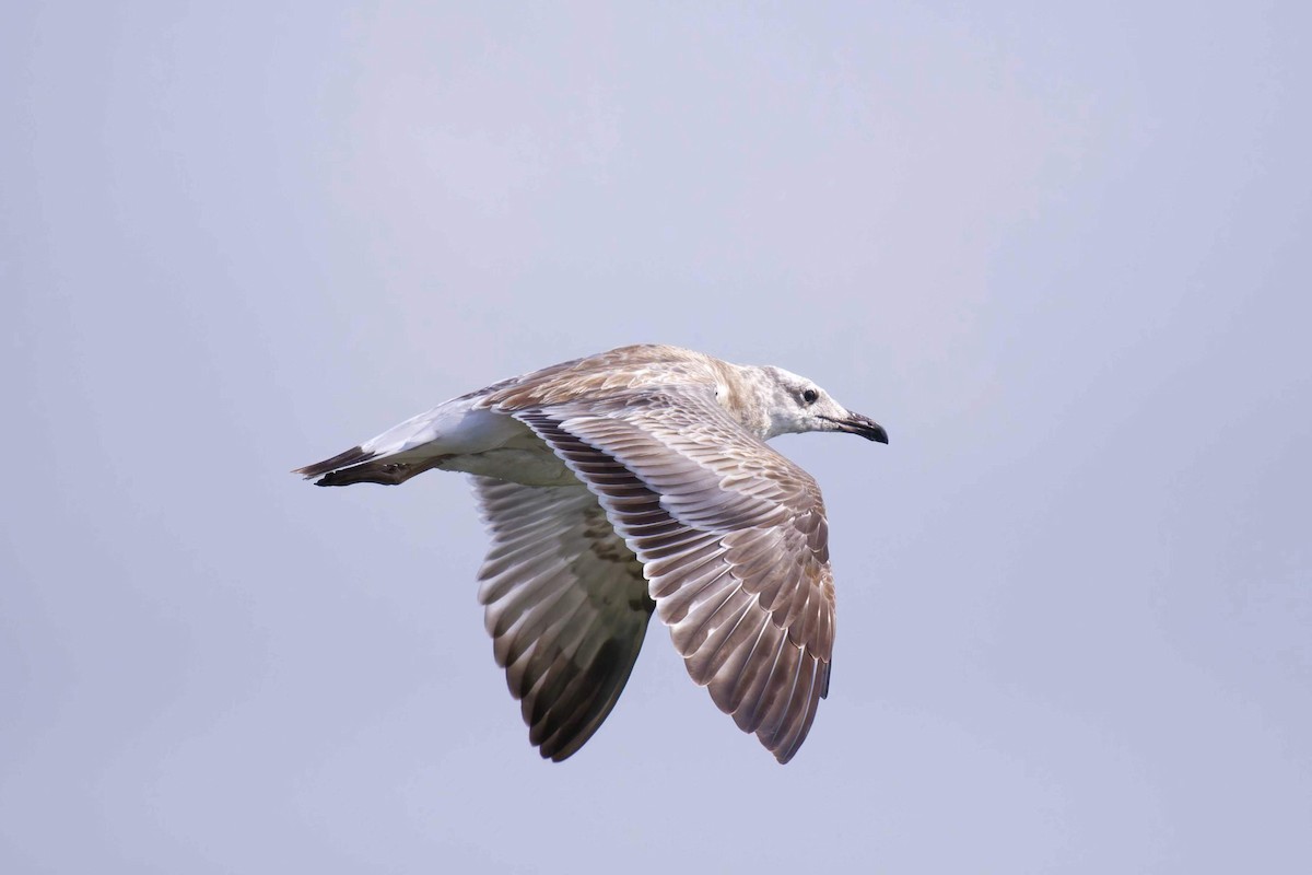 Pallas's Gull - ML609165721