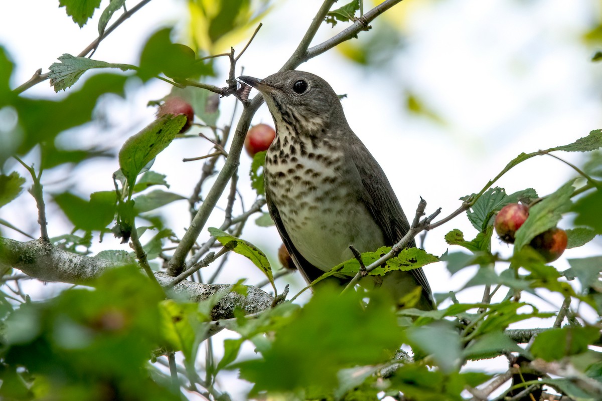 Gray-cheeked Thrush - ML609165752