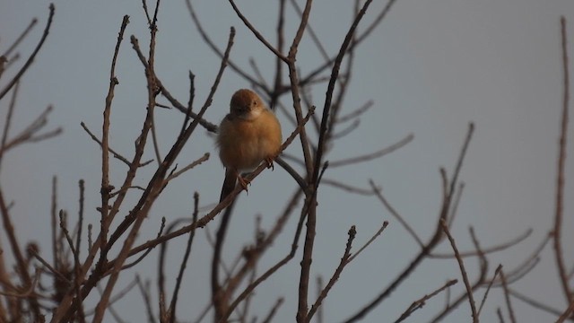 アカガオセッカ - ML609165754