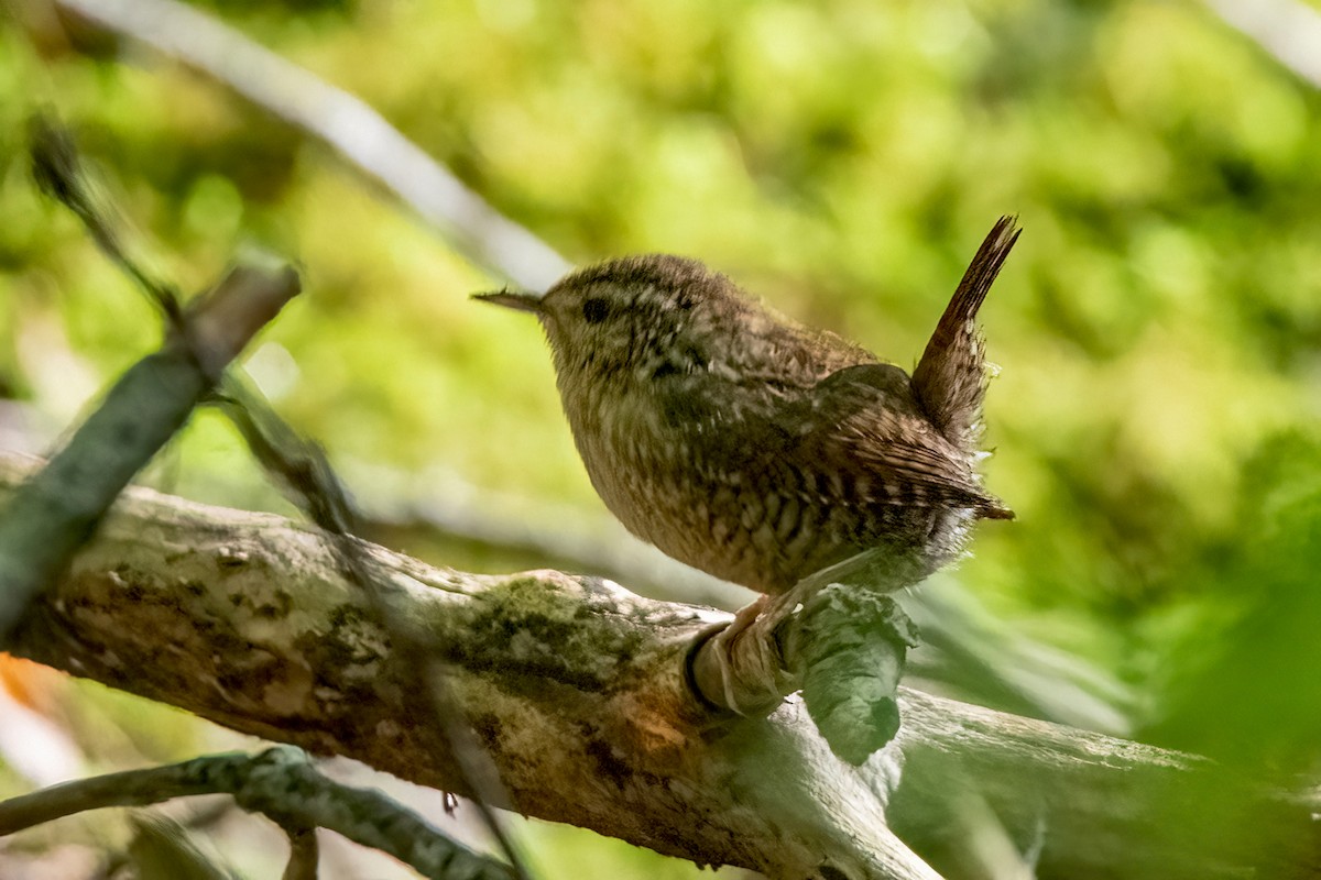Winter Wren - ML609165758