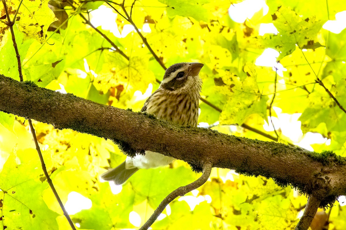 Rose-breasted Grosbeak - ML609165760