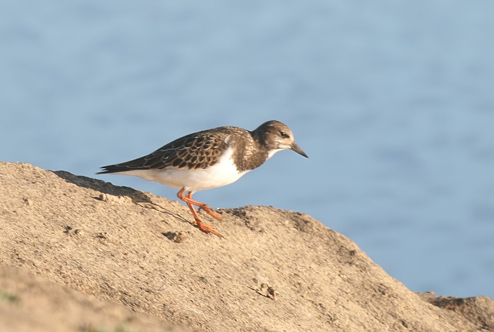 Ruddy Turnstone - ML609165761