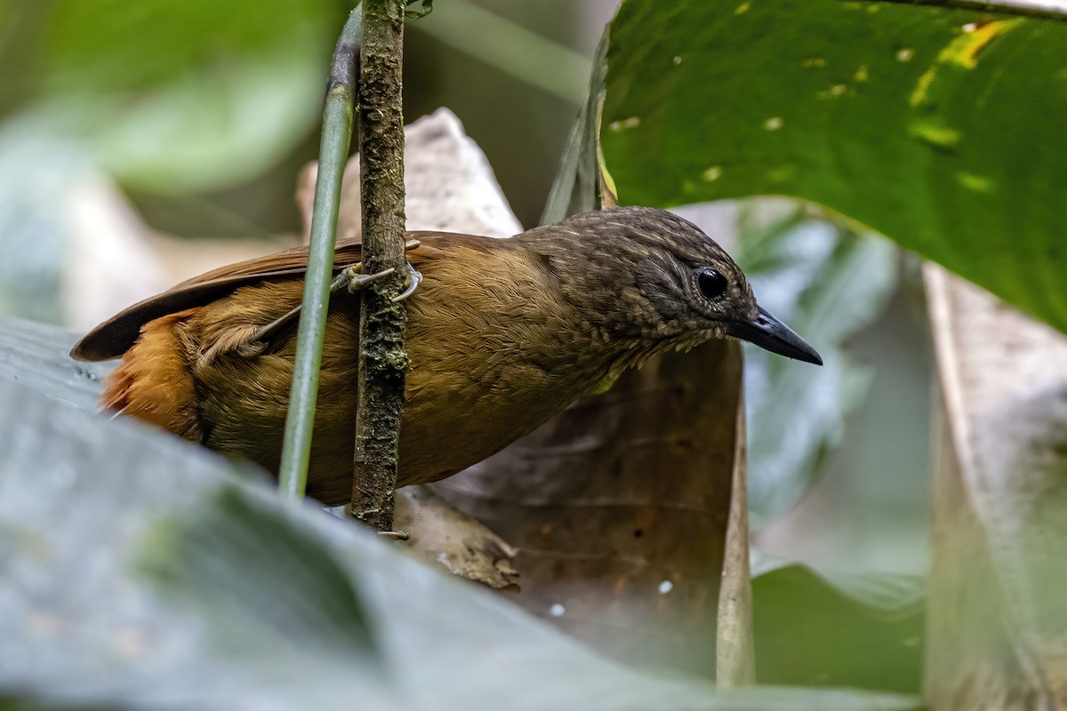 Streak-capped Treehunter - ML609165768