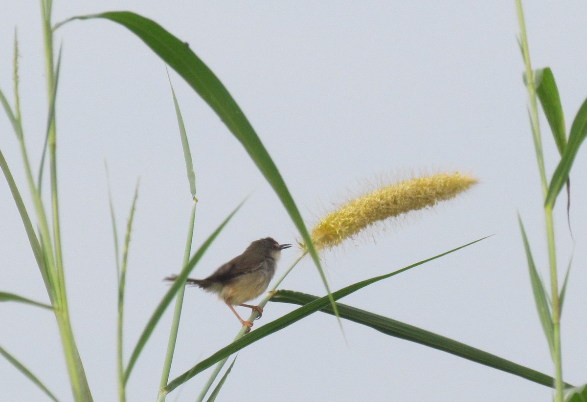 Tawny-flanked Prinia - ML60916581