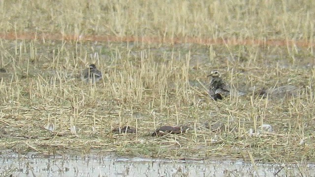 Pacific Golden-Plover - ML609165834