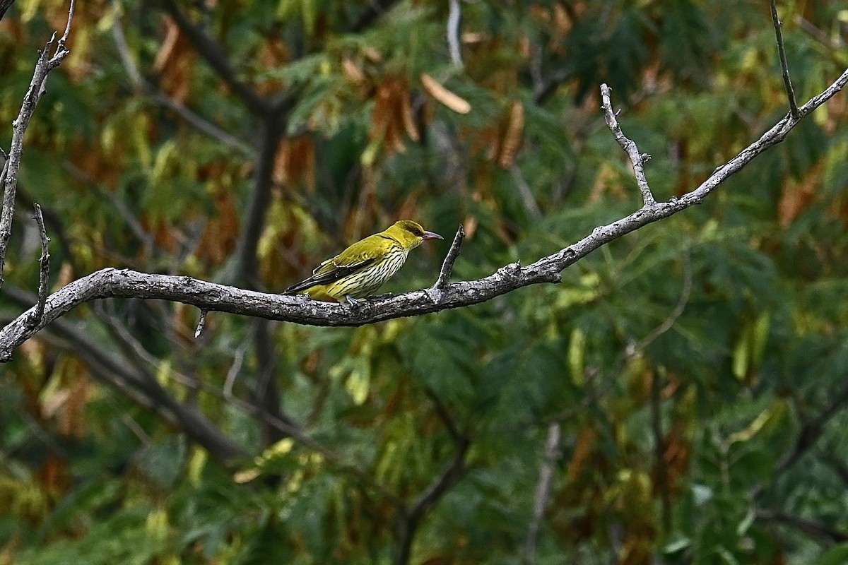 Black-naped Oriole - Dong Qiu