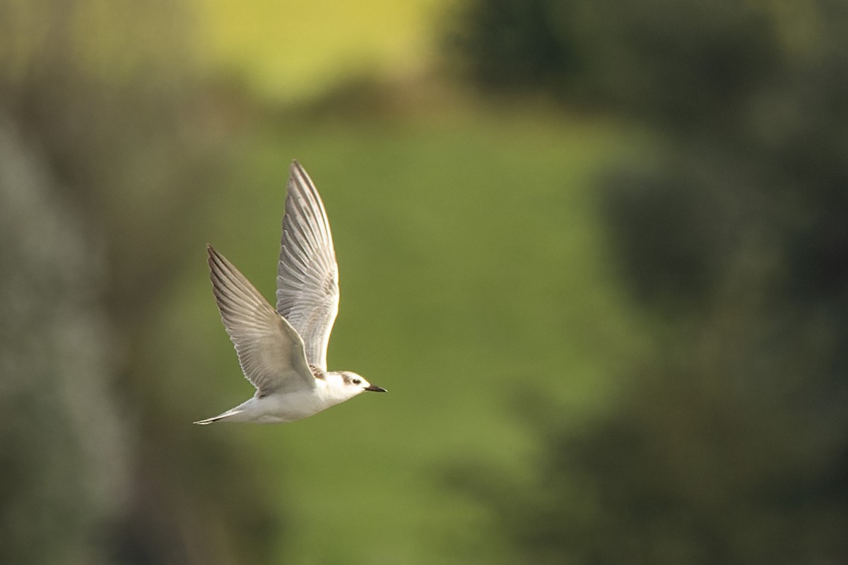 Whiskered Tern - ML609166062