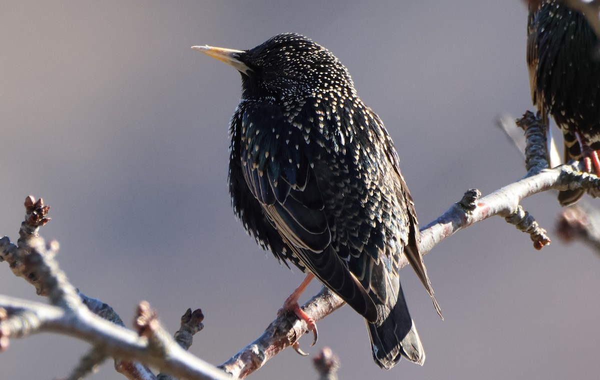 European Starling - ML609166113