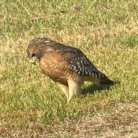 Red-shouldered Hawk - ML609166195