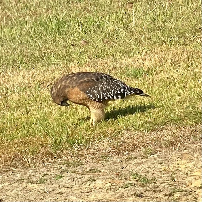 Red-shouldered Hawk - ML609166196