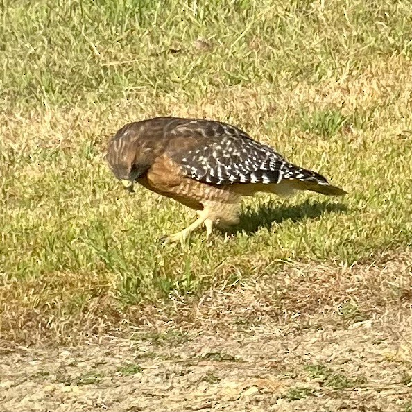 Red-shouldered Hawk - ML609166197